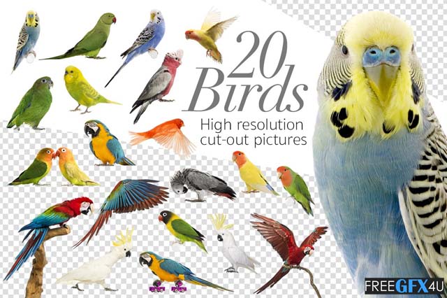 20 Birds Cut-Out High in Resolution Pictures