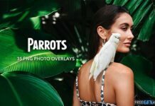 Creativemarket - 35 Parrots Photo Overlays