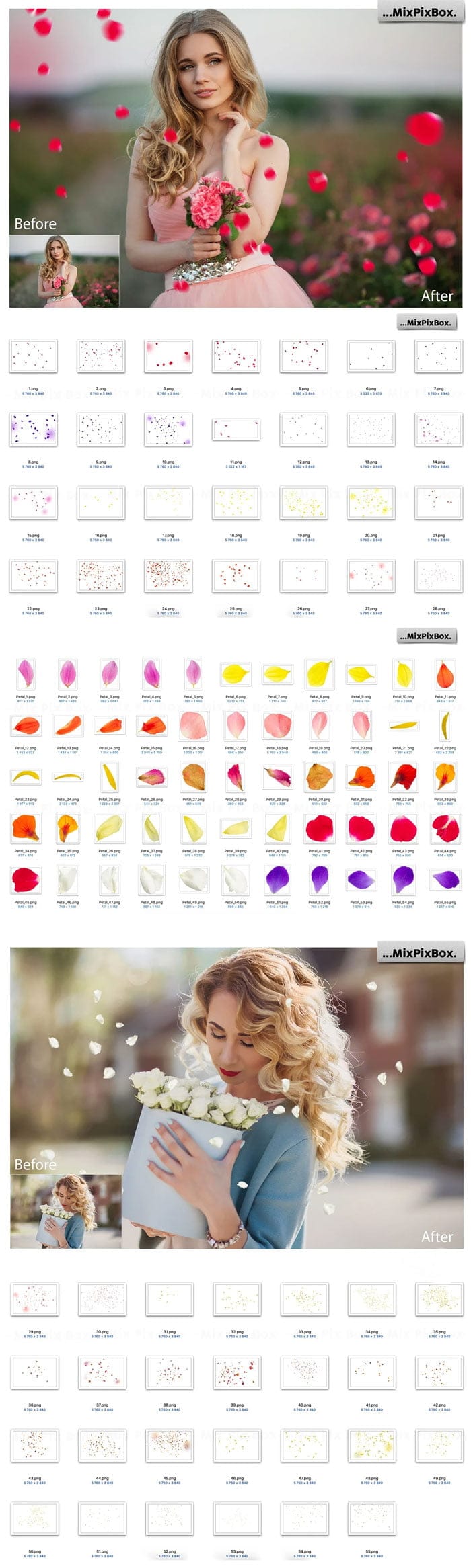 Flower Petals Photo Overlays