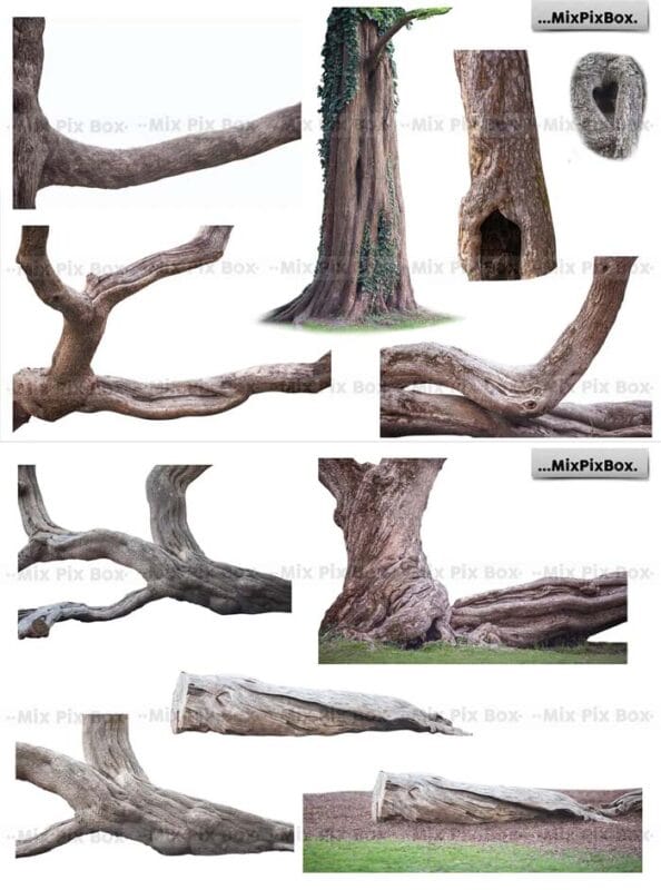 Old Tree Trunk Photo Overlays Free Download Old Tree Trunk Photo Overlays
