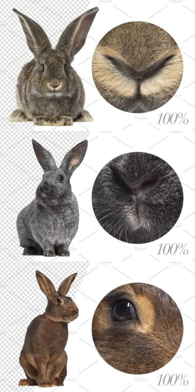 20 Rabbits Cut-Out Pictures 20 Rabbits Cut-Out Pictures