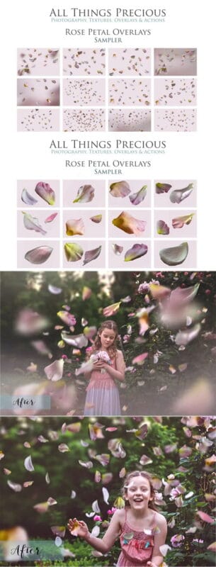 35 Png Overlays Rose Petal Free Download 35 Png Overlays Rose Petal