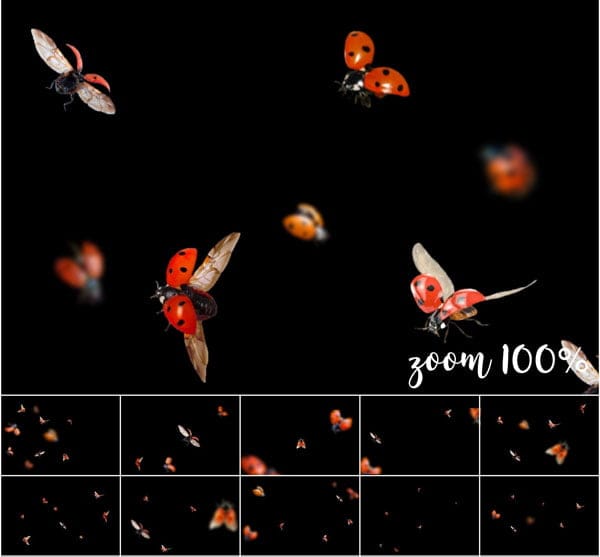 5K Ladybugs Photo Overlays 5K Ladybugs