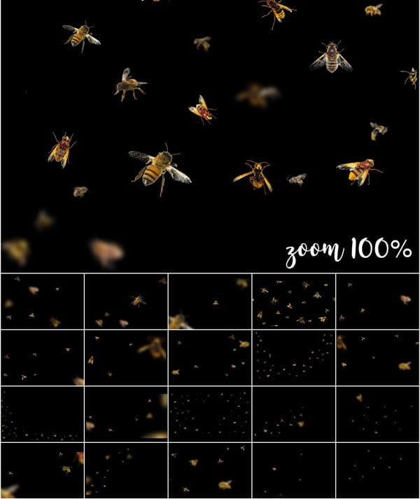 Bees Png Overlay Free Download Bees Png Overlay