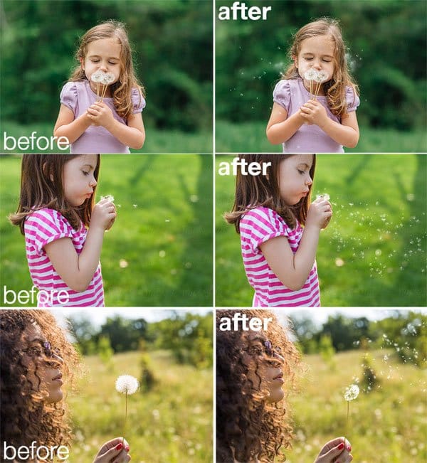 Dandelion PNG Photoshop Overlays Dandelion PNG Overlays
