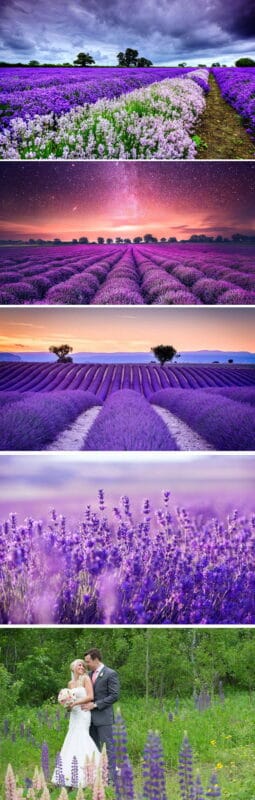 Lavender Flower Garden Backgrounds Lavender Flower Garden