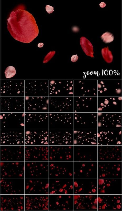 Red & Pink Petals Overlays Free Download Red & Pink Petals Overlays
