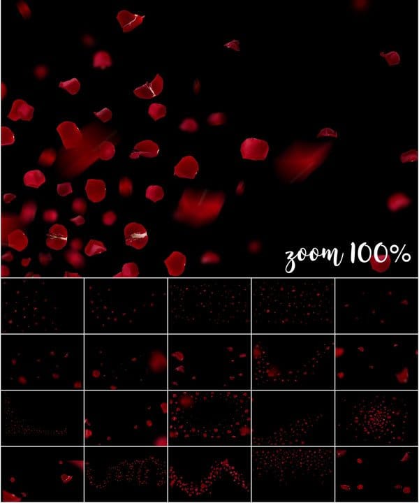 Red Rose Petals Overlays Free Download Red Rose Petals Overlays