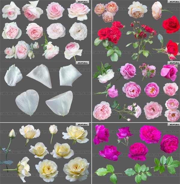 Creativefabrica- Roses Photo Overlays Creativefabrica- Roses Photo Overlays