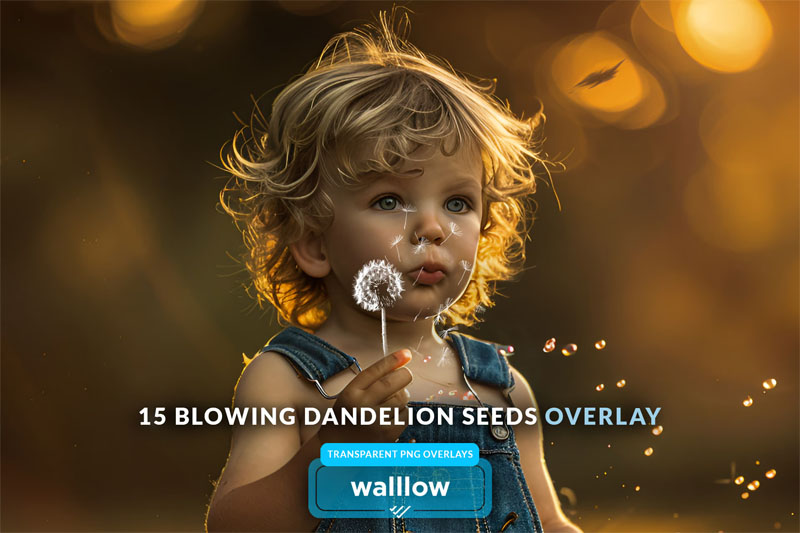 15 Realistic Dandelion Seeds Photo Overlay